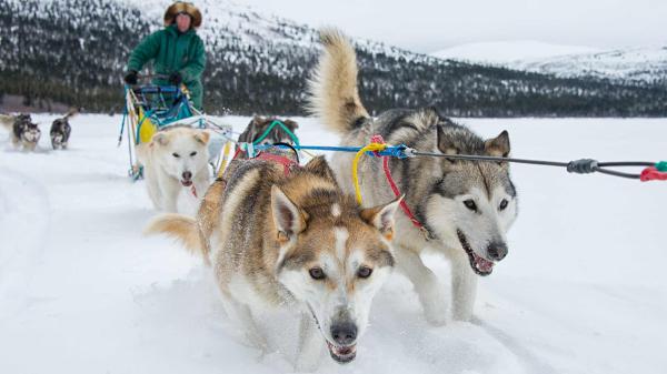 A team of dogs pull a sled in the Yukon