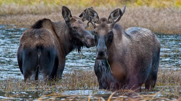 Two moose stand in a river