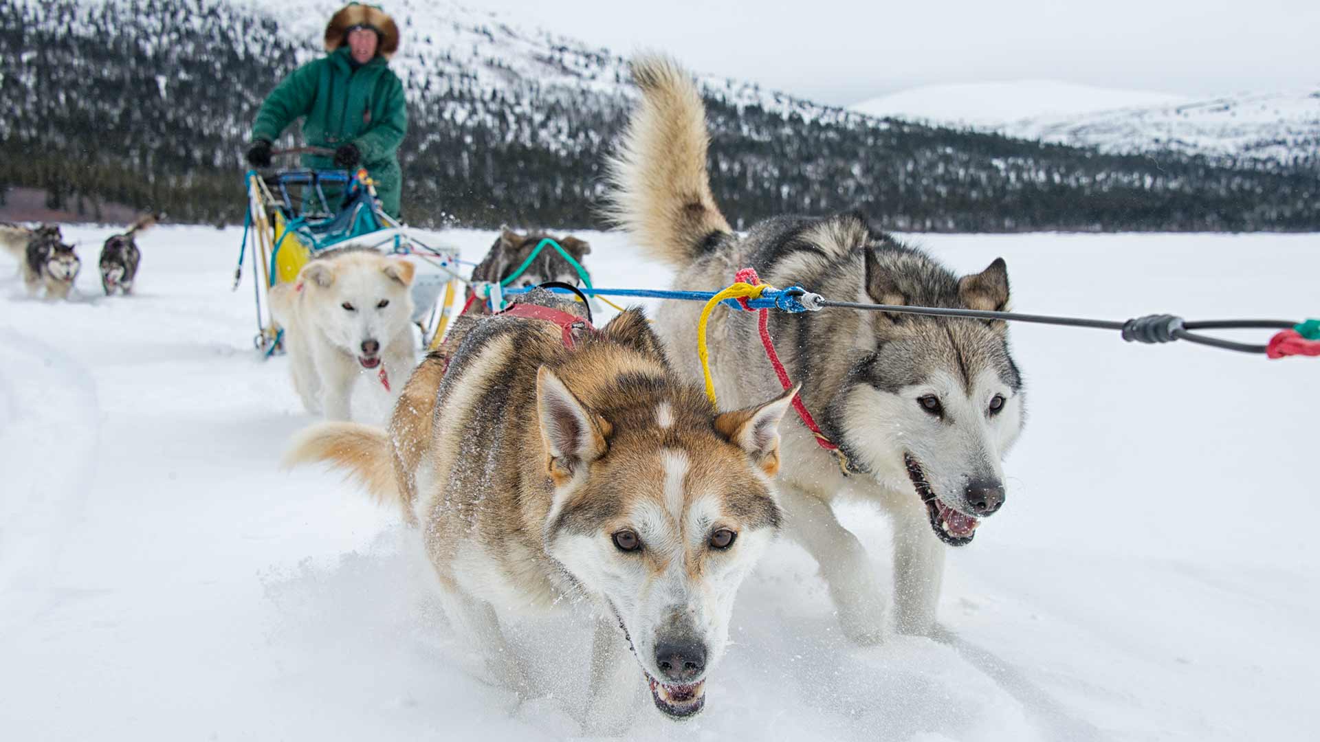 canadian sled dog