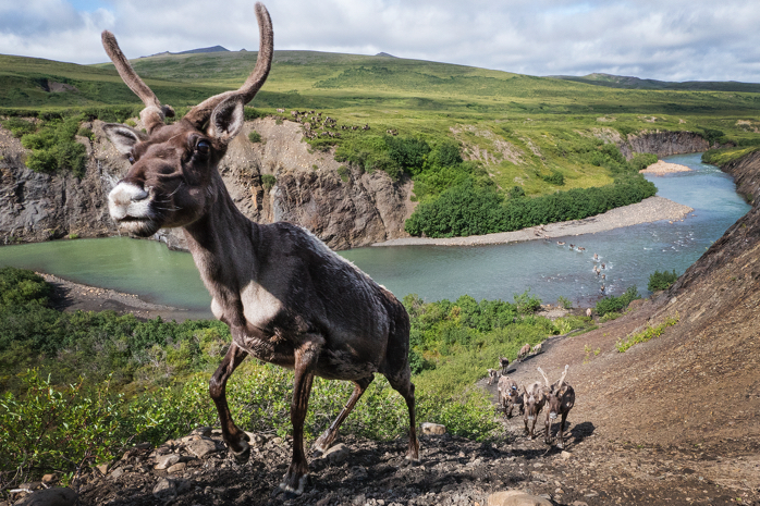 Caribou dans le nord du pays