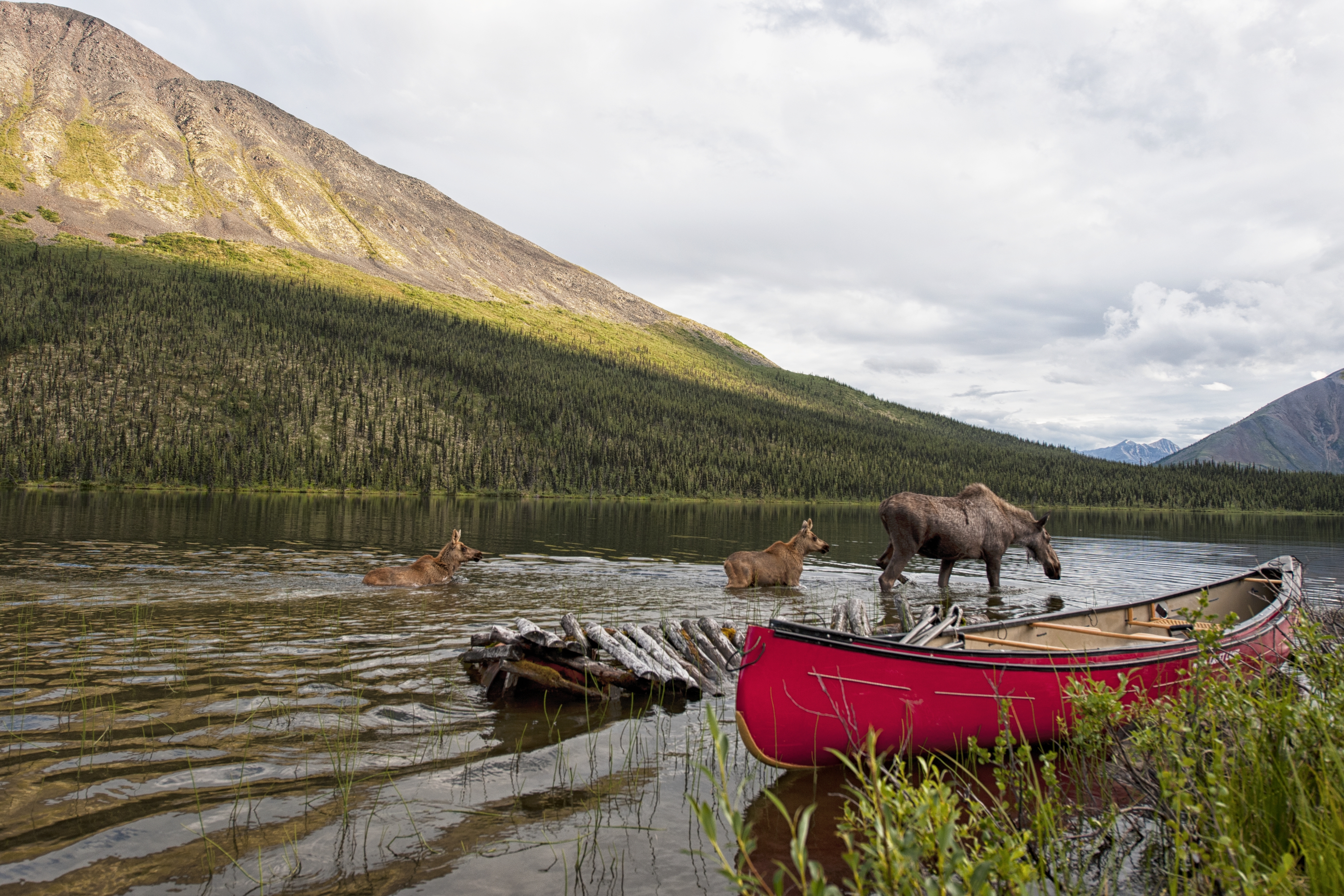 Des bananes qui poussent à la frontière entre le Yukon et la