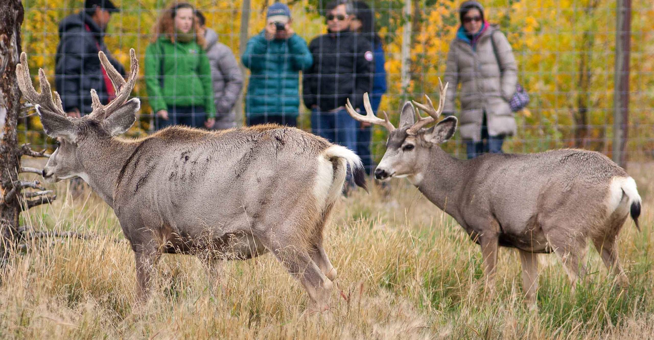 Yukon Wildlife Preserve | Travel Yukon - Yukon, Canada
