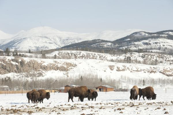 Bison graze in the snow at the Yukon Wildlife Preserve