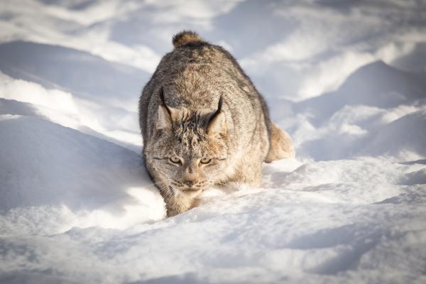 Love for the Lynx - Yukon Wildlife Preserve