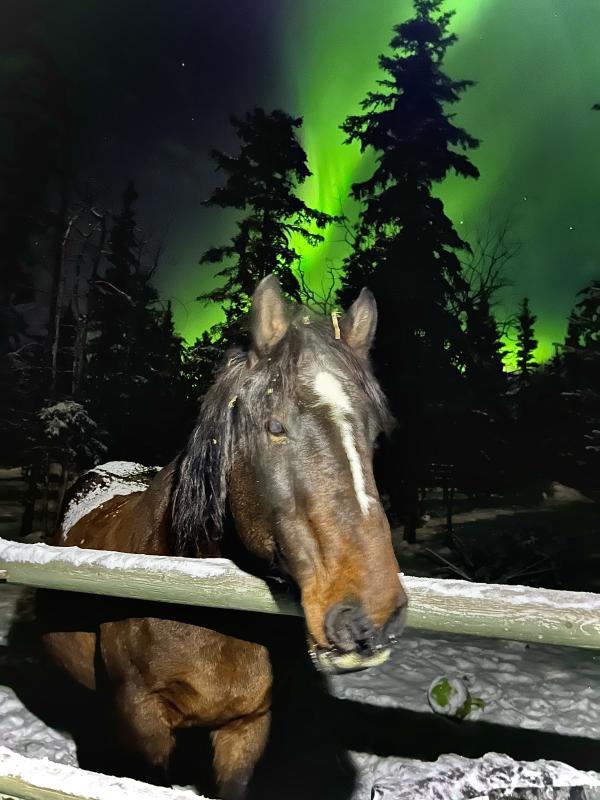 Horses under the Northern Lights