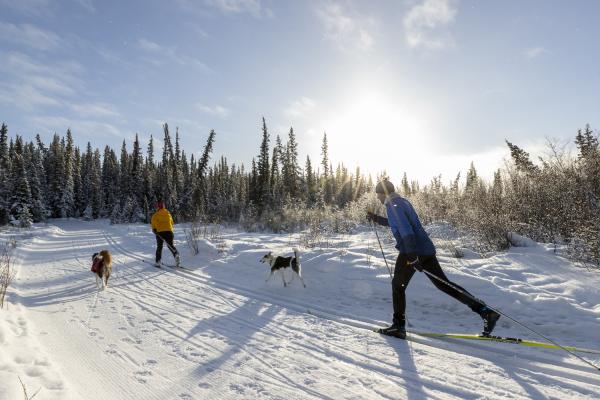 "Cross-country skiers enjoying a bright February day on Sundog Trail with their dogs running alongside.