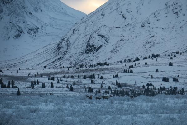 Encounter with caribou 