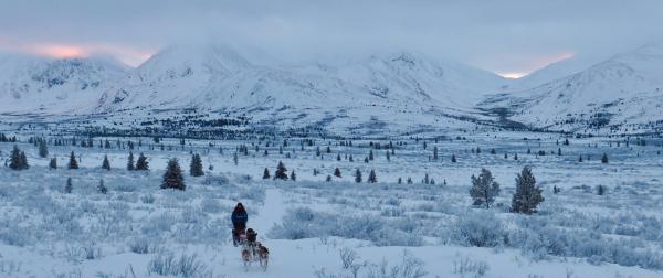Mushing through endless tundra 