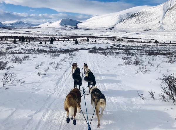 Mushing through endless tundra