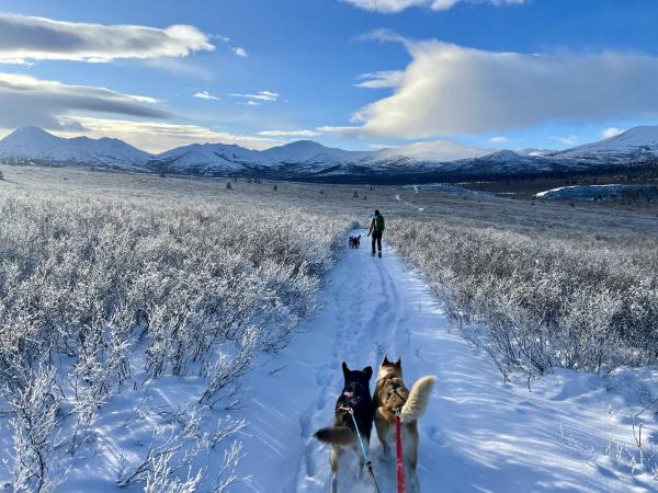 Ski joring across vast empty lands 