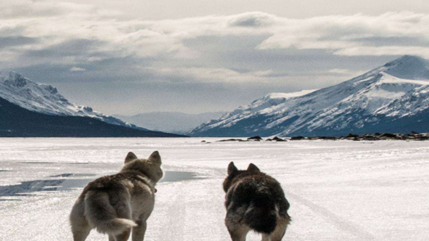 Yukon Dog Sledding Boreal Kennels dog sledding adventuresTravel Yukon