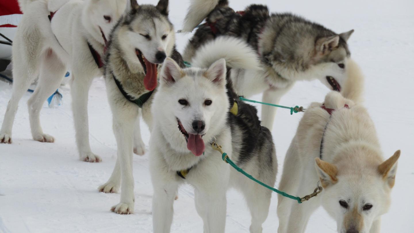 Dog sledding day trip Travel Yukon Yukon, Canada Official Tourism