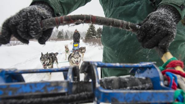A team of sled dogs run in the white snow