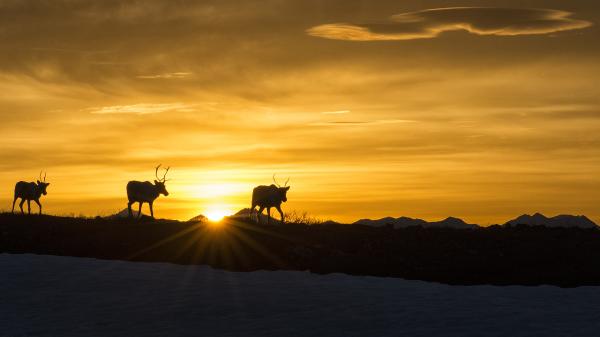 Caribou along the horizon in front of a golden setting sun