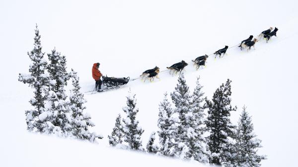 dog sled team pulling musher across snow