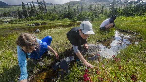 A group of kids pick berries along the Chilkoot Trail