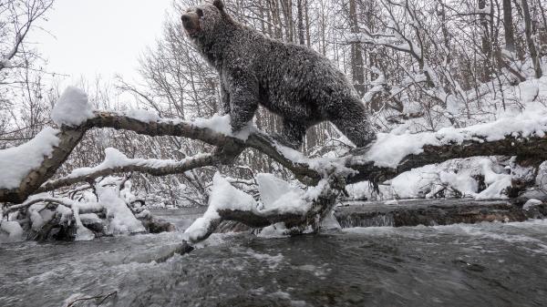 A frost-covered bear stands on a long over a flowing river