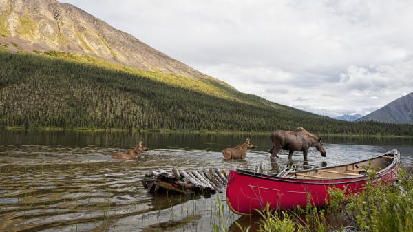 Three moose graze for food in a Yukon lake