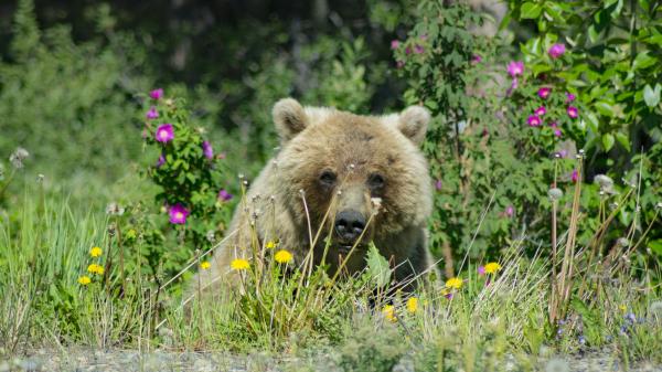 A grizzly bear eats along the side of the road