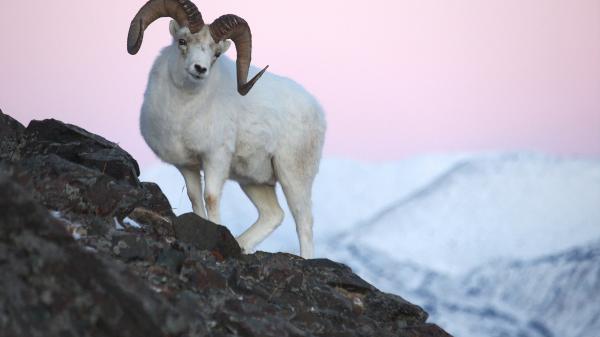 Dall sheep standing on a mountain slop under a pink sky