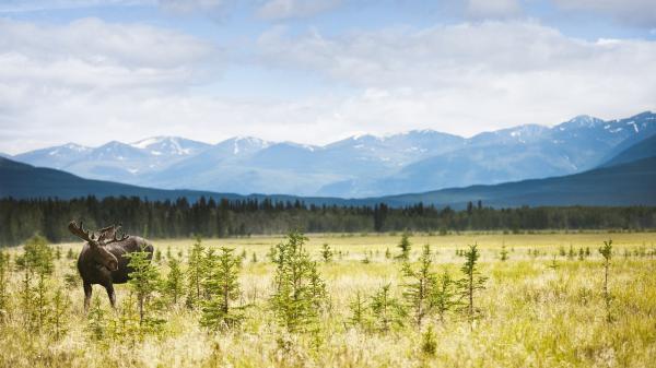 A moose stands in a field with mountains in the background at the  Yukon Wildlife Preserve, near Whitehorse, Yukon