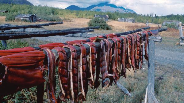 salmon drying