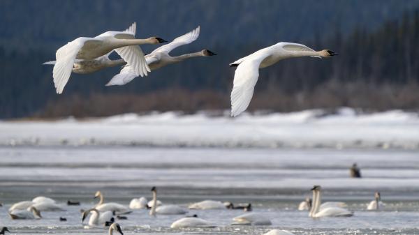 Swans take flight over the snowy banks of a large lake