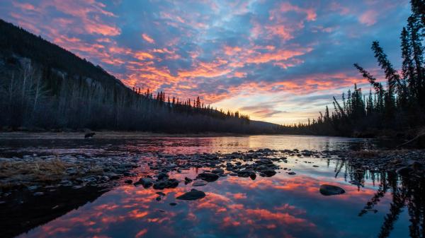 Grizzly fishing for salmon with a sunset in the background