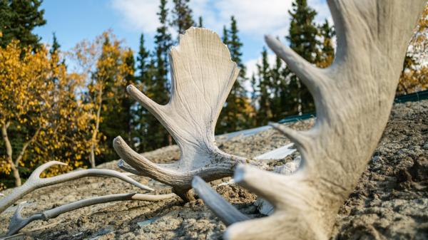Moose Antlers on the ground