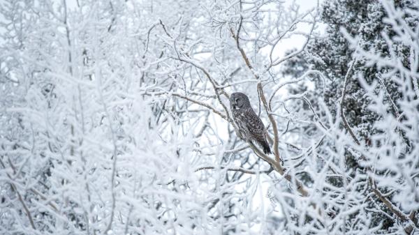 Great Grey Owl resting on a snow covered tree in winter