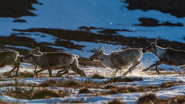 Herd of Caribou in the yukon