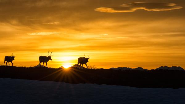 Porcupine Caribou Herd