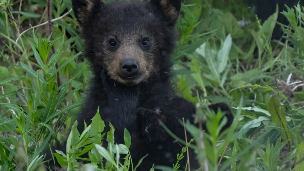 A bear cub