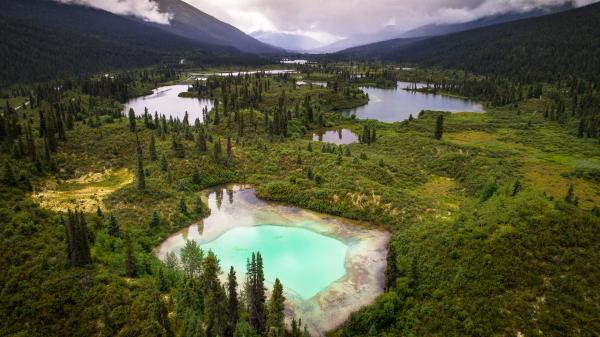 A cluster of bright teal pothole lakes among thick forest