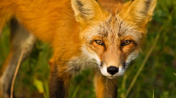 A beautiful red fox looks into the camera