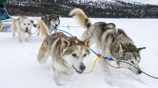 ys-veteran-dogsledder_header.jpg