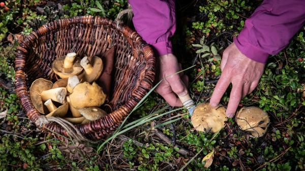 archbould_photography_-_harvesting_wild_mushrooms-8504636.jpg