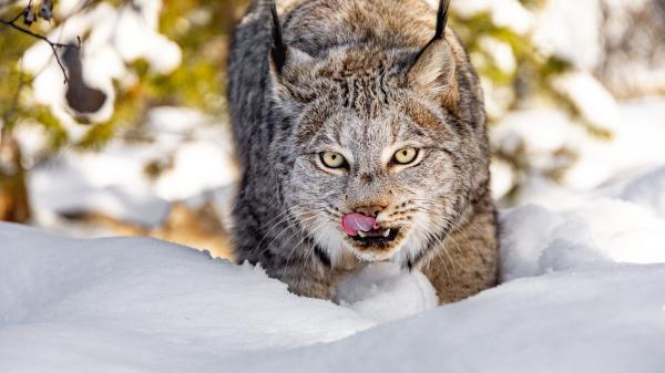 IMG_3087 - lynx in snow no crop - sm.jpg