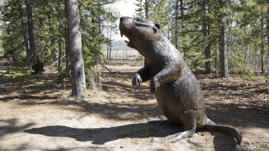 Beaver.jpg