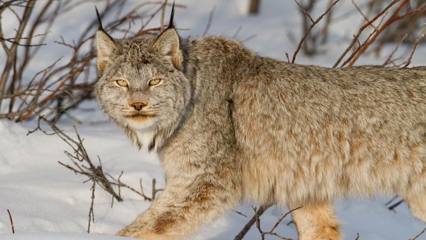 Canadian-Lynx-Portrait-Yukon.jpg