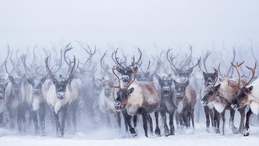 Facing-the-Mackenzie-Delta–Reindeer-Herd-1.jpg