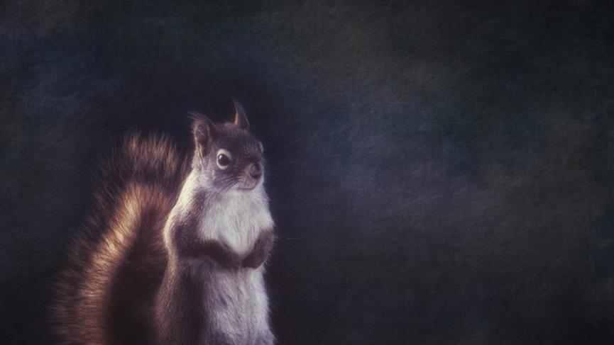 MisterSquirrelsmall.jpg