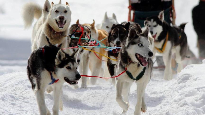 dogsled team_0.jpg