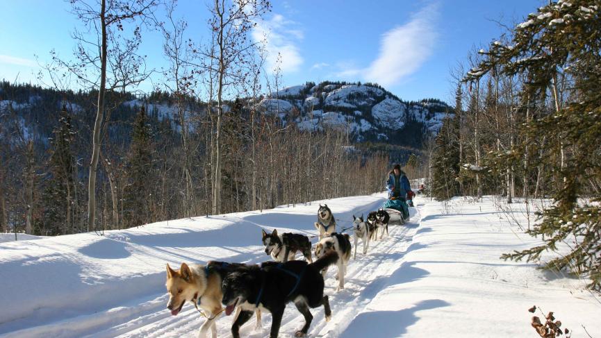 Ruby Range Adventure White Fang Skidoo Active program Dogsledding Yukon.jpg