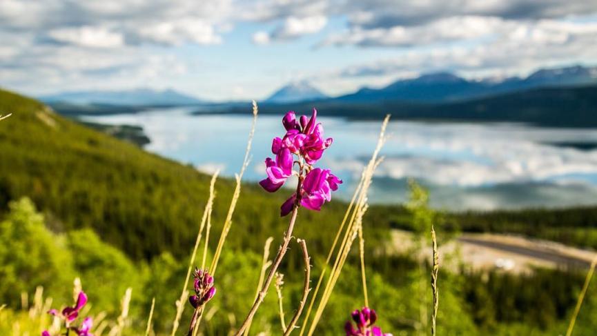 Flowers bloom at the top of Mount White, Yukon