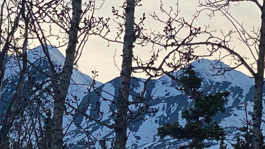 Archibald with trees in front from pattie.JPG