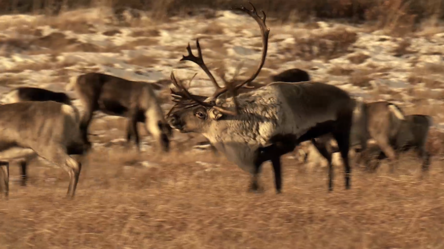 Caribou Rut Behaviour Code Stox.PNG