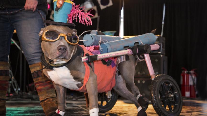 A dog in the pet parade at the Yukon Rendezvous Festival