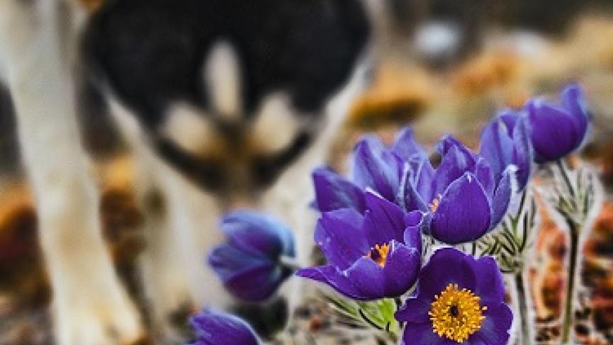 Crocus and Dempster low.jpg