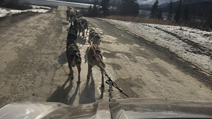 Dog team sidebyside lake low res.jpg